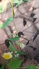 Euphorbia capitellata