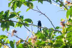 Icterus portoricensis