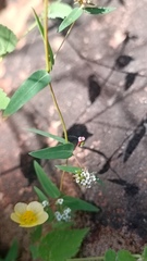 Euphorbia capitellata