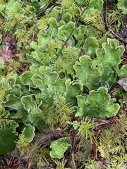 Peltigera britannica