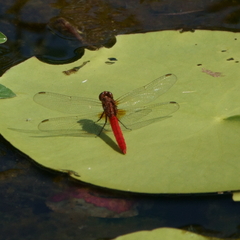 Rhodothemis lieftincki