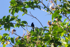 Icterus portoricensis