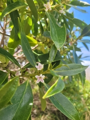 Myoporum laetum