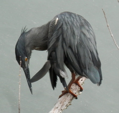 Butorides striata sundevalli