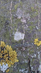 Lecanora carpinea