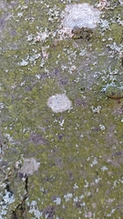 Lecanora carpinea