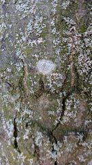 Lecanora carpinea