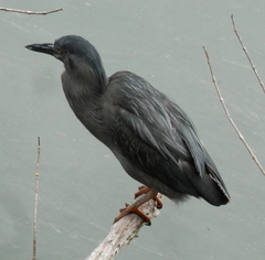 Butorides striata sundevalli