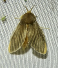 Megalopyge hina