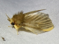 Megalopyge hina