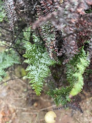 Myriopteris clevelandii