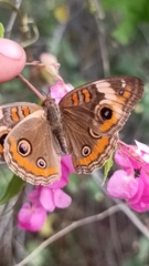 Junonia coenia coenia