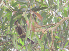 Edolisoma tenuirostre