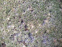 Azorella