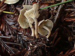Lyophyllaceae