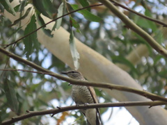 Edolisoma tenuirostre