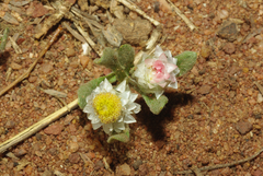 Helichrysum argyrosphaerum