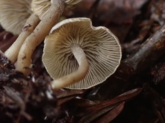 Lyophyllaceae