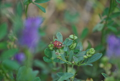 Codophila varia