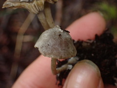 Lyophyllaceae