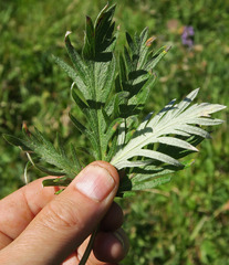 Potentilla gracilis elmeri