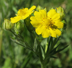 Potentilla gracilis elmeri