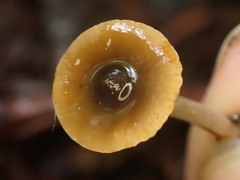 Lactarius occidentalis