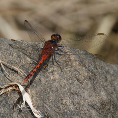 Diplacodes melanopsis