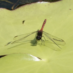 Diplacodes melanopsis