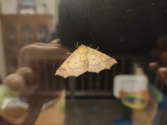 Tetracis jubararia