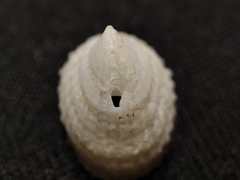 Puncturella nobilis