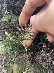Myriopteris clevelandii
