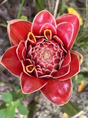 Etlingera
