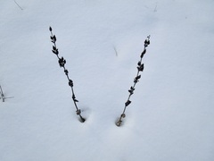 Penstemon grandiflorus