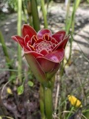 Etlingera