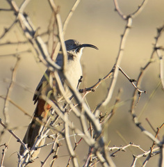 Toxostoma crissale