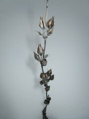 Penstemon grandiflorus