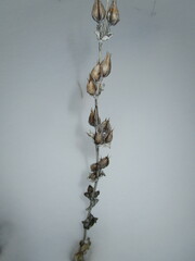 Penstemon grandiflorus