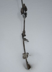 Penstemon grandiflorus