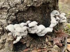 Schizophyllum