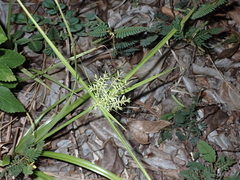 Cyperus hillebrandii