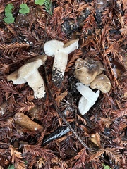 Russula cerolens