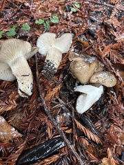 Russula cerolens