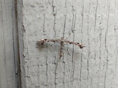 Amblyptilia pica