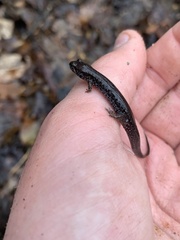 Plethodontinae