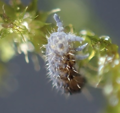Morulodes ambiguus