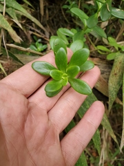 Sedum praealtum