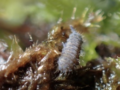 Morulodes ambiguus