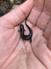 Plethodontinae