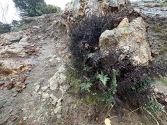 Myriopteris clevelandii